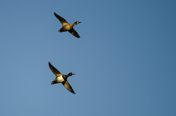Obraz premium Pair of Ring-Necked Ducks Flying in a Blue Sky