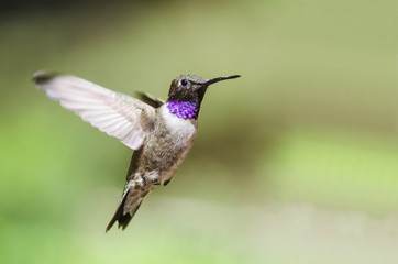 Naklejka na ściany i meble Black-Chinned Hummingbird with Throat Aglow While Hovering in Flight