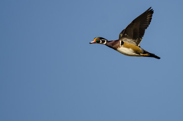 Lone Wood Duck Flying in a Blue Sky