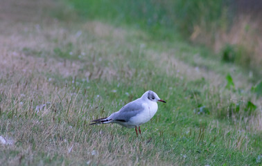Small bird in profile