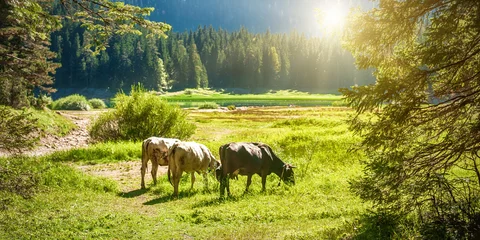 Cercles muraux Vache Vaches au pâturage dans un pâturage près d& 39 un lac de montagne