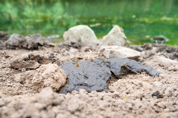 Group of flies (Drosophila melanogaster) sit on cow dung on a river banks. Life of insects pests, mating process