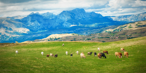Fototapeta na wymiar Grazing cows on a pasture near a mountain village