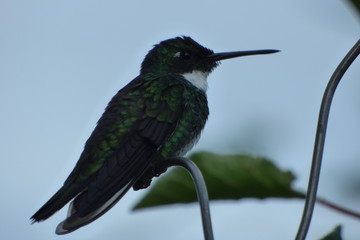 COLIBRI EN DESCANSO