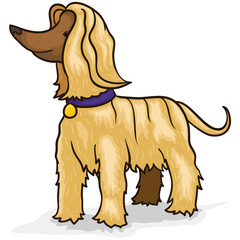 Elegant Afghan Hound Ready for Grooming, Vector Illustration