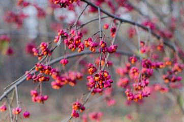 autumn walk fresh air autumn walk