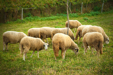 Herd of sheeps grazing in a meadow in the countryside