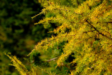 Yellow larch tree branch in autumn