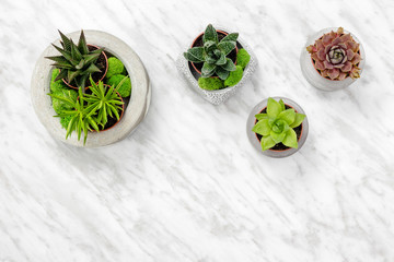 Succulent plants in concrete pots on marble background