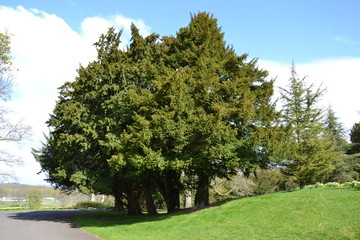 Fototapeta na wymiar вековые деревья в парке замка Скун, Шотландия