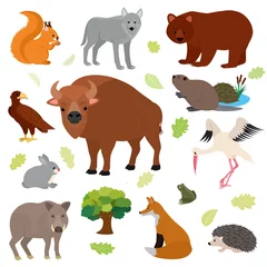 Stickers meubles Zoo Animal vector animalistic character in forest squirrel wolf bear hare of wildlife illustration set of European predator boar fox hedgehog isolated on white background
