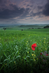 Tuscany, Crete Senesi rural sunset landscape. Countryside farm, cypresses trees, green field, sun light and cloud. Italy, Europe.