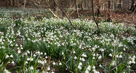 Blütenteppich mit wilden Schneeglöckchen im Wald