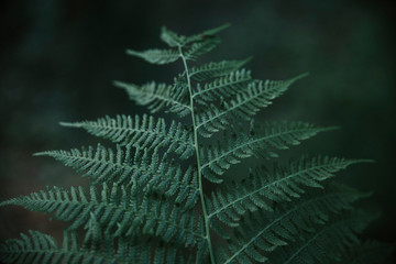 Fern leaf background