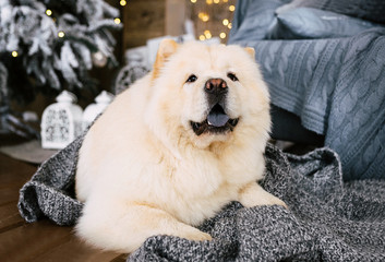 Perfect white chow-chow