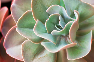 succulent plant