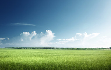 Obraz premium field of spring grass