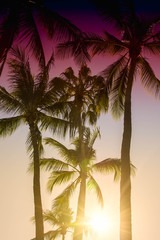Fototapeta na wymiar Palm trees silhouette. Beautiful tropical background, sun glare, retro, vintage filter.