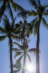 Palm trees silhouette. Beautiful tropical background, blue sky, sun glare. Summer vacation, nature, travel