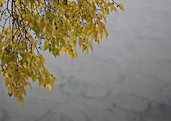 Autumn yellow tree. Tree with colorful leaves hanging over the water. 