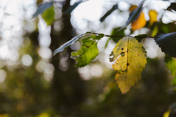 Damaged autumn leaf on a branch