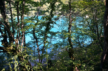 Croatia. Plitvice. Turquoise pool for the trees
