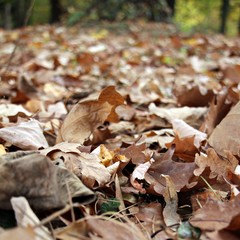Autumn pattern - mixed colorful leaves on the ground - useful as a background image