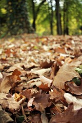 Autumn pattern - mixed colorful leaves on the ground - useful as a background image
