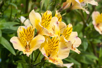 Clivia Miniata Kaffir Lilies