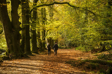 A happy old couple walk through the romantic Autumn woodland