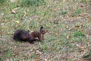 Naklejka na ściany i meble Red squirrel in the grass searching for nuts 