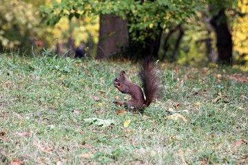 Red squirrel in the grass  searching for nuts 