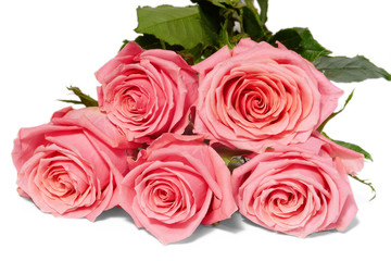 Five pink roses on white background, isolated