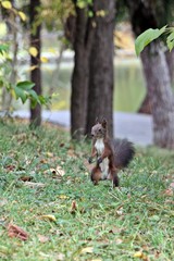 Red squirrel in the grass  searching for nuts 