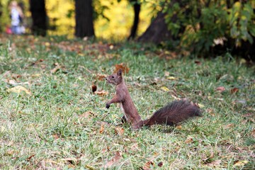 Red squirrel in the grass  searching for nuts 