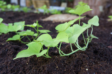 growing in rich black soil outdoor.Plant sprout grow in black dirt.Cultivated land close up.Agriculture plant growing in bed row.Sprouting agricultures.Green natural food crops