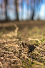 Pine cone. Forest landscape. A closeup of a pine cone. Spruce forest. Autumn nature. Spring Park. Picnic in nature.