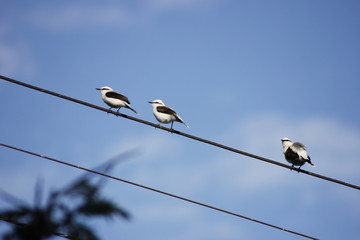 birds on wire