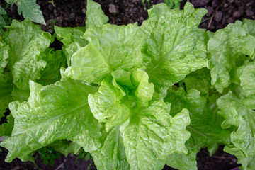 Young green organic lettuces growing in a rural garden glasshouse in spring 