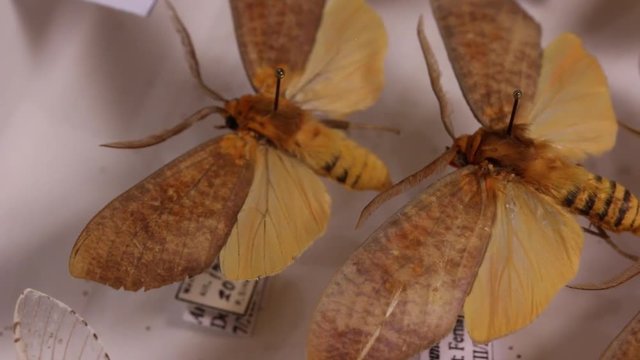 Hypercompe spp.