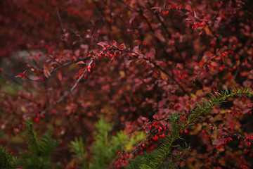 red berries of barberry
