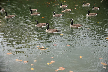 canadian geese on the lake in autumn