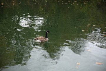 canadian goose on the water of an autumn lake