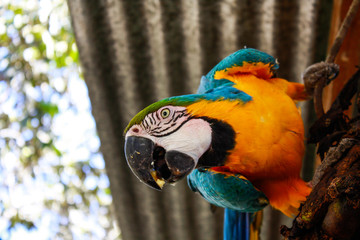 Curious Parrot