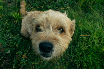 hola perrito © JorbyEdgar