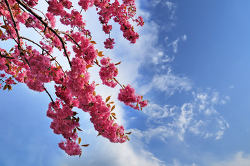 Blooming Japanese cherry tree against a cloudy sky