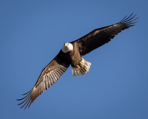 Fototapeta na wymiar Stretched Eagle