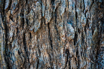 Grey Box Bark