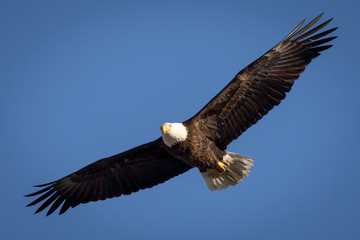 Fototapeta na wymiar Eagle Glider