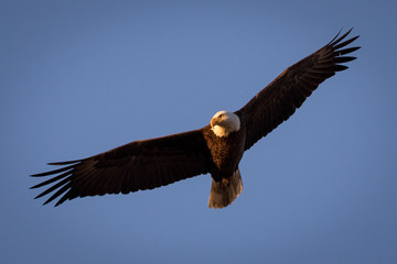 Sunset Eagle